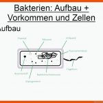 Bakterien: Eigenschaften Und Aufbau Fuer Bakterien Aufbau Arbeitsblatt