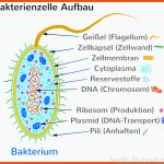 Bakterien (einzeller, Prokaryoten) Einfach ErklÃ¤rt Fuer Bakterien Aufbau Arbeitsblatt