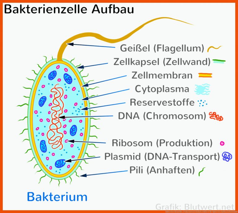 Bakterien (Einzeller, Prokaryoten) einfach erklÃ¤rt für bakterien aufbau arbeitsblatt