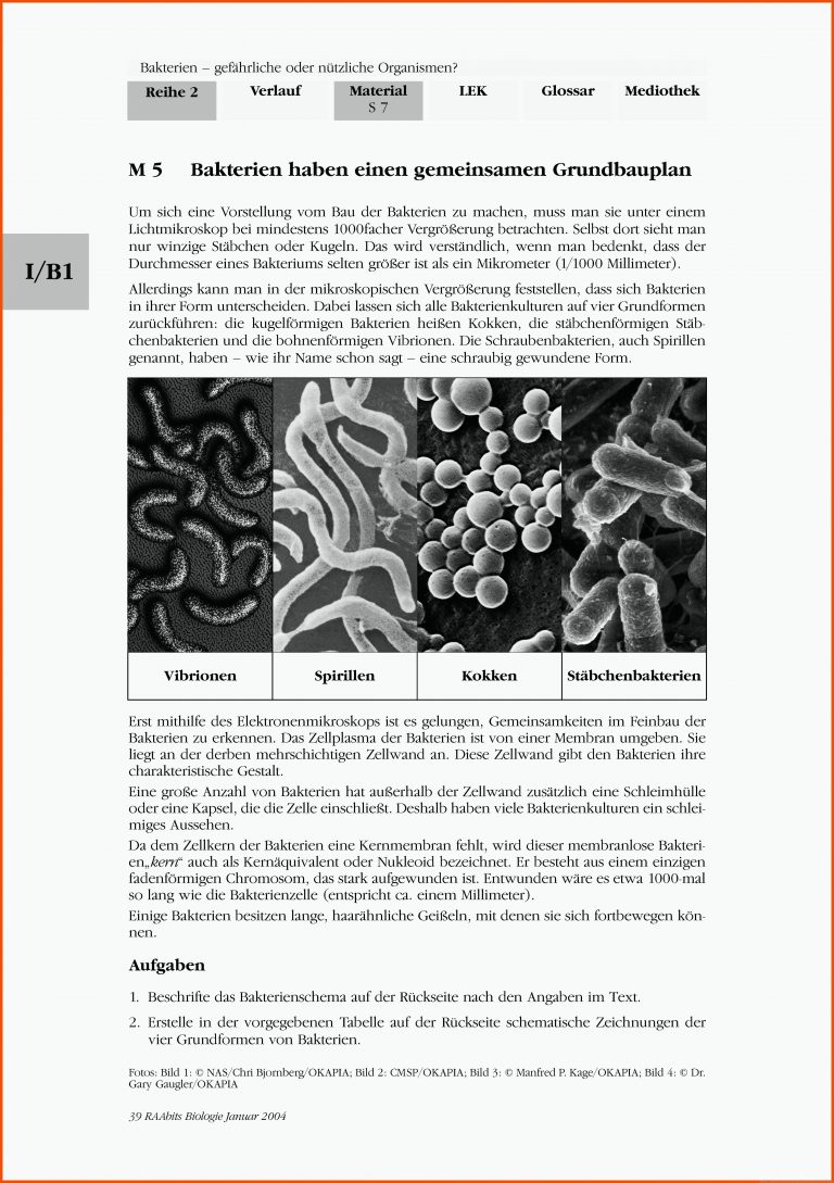 Bakterien - gefÃ¤hrliche oder nÃ¼tzliche Organismen? für bakterienformen arbeitsblatt
