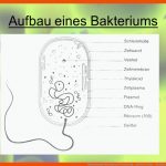 Bakterien Und Viren Bau Und Vermehrung. - Ppt Video Online ... Fuer Bakterien Aufbau Arbeitsblatt