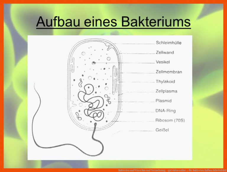 Bakterien Und Viren Bau Und Vermehrung. - Ppt Video Online ... Fuer Bakterien Aufbau Arbeitsblatt