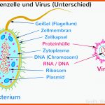 Bakterien Und Viren: Unterschied Einfach ErklÃ¤rt Fuer Vergleich Viren Bakterien Arbeitsblatt