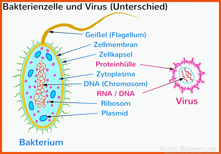 Bakterien und Viren: Unterschied einfach erklÃ¤rt für vergleich viren bakterien arbeitsblatt