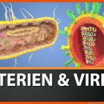 Bakterien & Viren Filme Biologie Fachbereiche Gida Fuer Viren Aufbau Arbeitsblatt