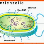 Bakterien: Zelltypen - Bakterien - Mikroorganismen - Natur ... Fuer Pflanzliche Zelle Arbeitsblatt
