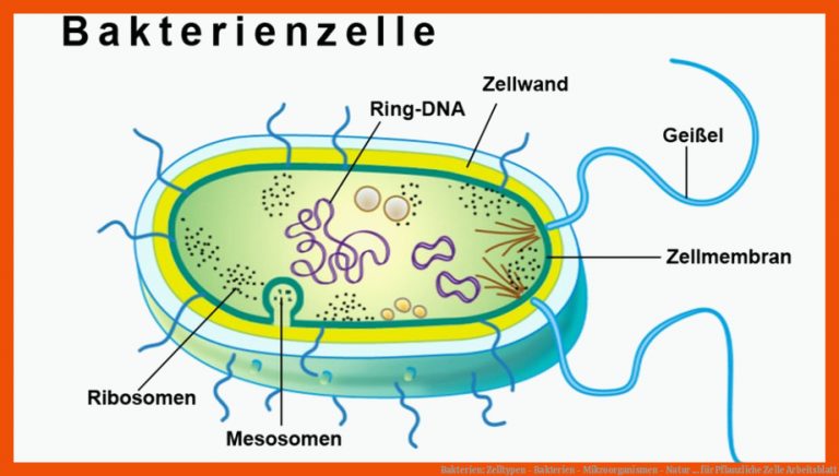Bakterien: Zelltypen - Bakterien - Mikroorganismen - Natur ... Fuer Pflanzliche Zelle Arbeitsblatt
