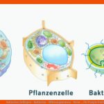 Bakterien: Zelltypen - Bakterien - Mikroorganismen - Natur ... Fuer Procyte Und Eucyte Im Vergleich Arbeitsblatt