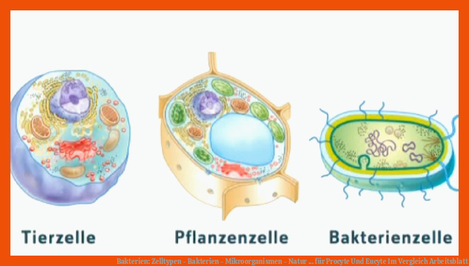 Bakterien: Zelltypen - Bakterien - Mikroorganismen - Natur ... für procyte und eucyte im vergleich arbeitsblatt