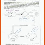 Bakterienplasmide ... Zusammenfassung (biologie, Gen, Resistenz) Fuer Schroedel Braunschweig Arbeitsblätter Biologie