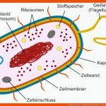 Bakterienzelle - Aufbau Und Funktion - Abiblick.de Fuer Zellorganellen Arbeitsblatt