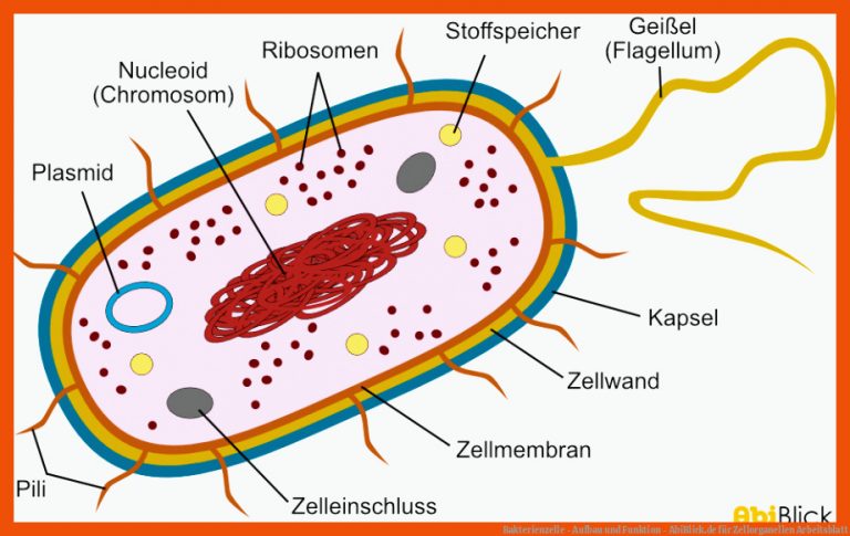 Bakterienzelle - Aufbau und Funktion - AbiBlick.de für zellorganellen arbeitsblatt