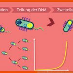 Bakterienzelle â¢ Aufbau, Vermehrung Und Lebensweise Â· [mit Video] Fuer Dna Aufbau Arbeitsblatt Klett