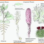 Basiskonzepte Der Biologie Wilfried Probst Fuer Wassertransport Pflanze Arbeitsblatt