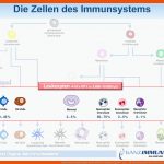 Basiswissen Immunologie Referent Pd Dr. Stephan Sudowe - Ppt ... Fuer Zusammenspiel Der Zellen Im Immunsystem Arbeitsblatt