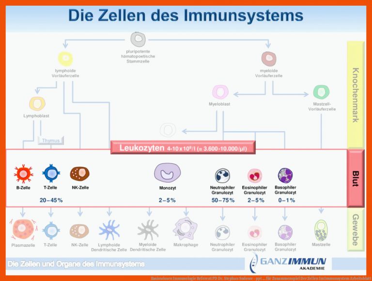 Basiswissen Immunologie Referent PD Dr. Stephan Sudowe - ppt ... für zusammenspiel der zellen im immunsystem arbeitsblatt