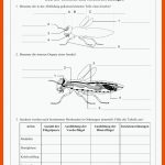 Bau Der Insekten Und Insektenordnungen - Biologie Fuer Arbeitsblätter Biologie Insekten