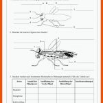 Bau Der Insekten Und Insektenordnungen Fuer Beine Insekten Arbeitsblatt