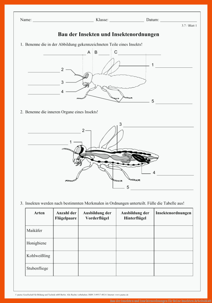 Bau der Insekten und Insektenordnungen für beine insekten arbeitsblatt