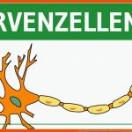 Bau & Funktion Von Nervenzellen - Nervensystem Einfach ErklÃ¤rt - Neurobiologie Fuer Arbeitsblatt Synapse Beschriften