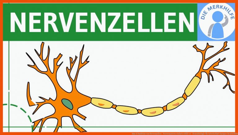 Bau & Funktion von Nervenzellen - Nervensystem einfach erklÃ¤rt - Neurobiologie für arbeitsblatt synapse beschriften