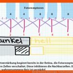 Bau Und Funktion Sinnesorgan - Verhaltensbiologie Fuer Stäbchen Und Zapfen Arbeitsblatt