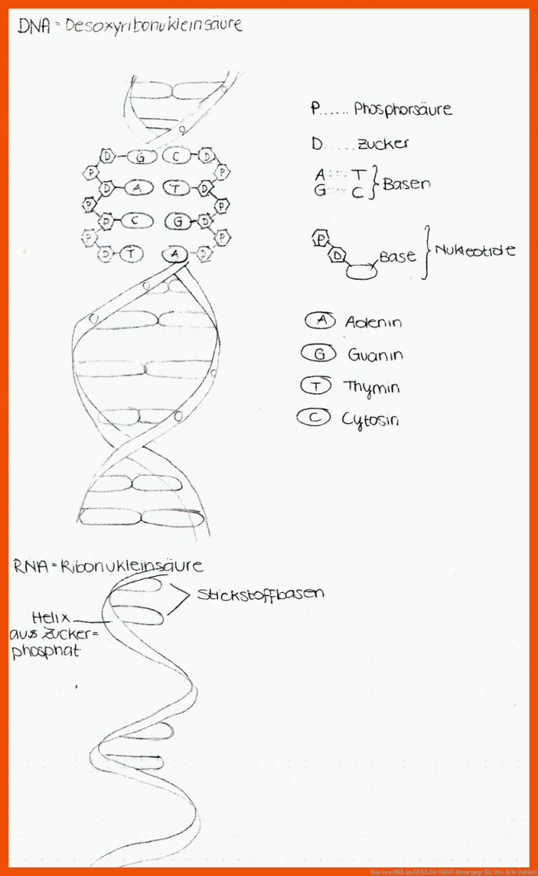 Bau von DNA und RNA | Die NAWI Homepage für dna arbeitsblatt