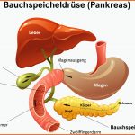 BauchspeicheldrÃ¼se: Lage, Funktion & Erkrankungen Pascoe Fuer Hormondrüsen Des Menschen Arbeitsblatt