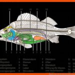 Bauplan Eines Fisches Fuer Fisch Aufbau Innere organe Arbeitsblatt