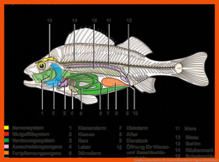 Bauplan eines Fisches für fisch aufbau innere organe arbeitsblatt