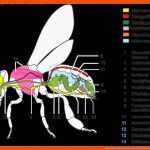 Bauplan Eines Insekts Fuer Körperbau Insekten Arbeitsblatt