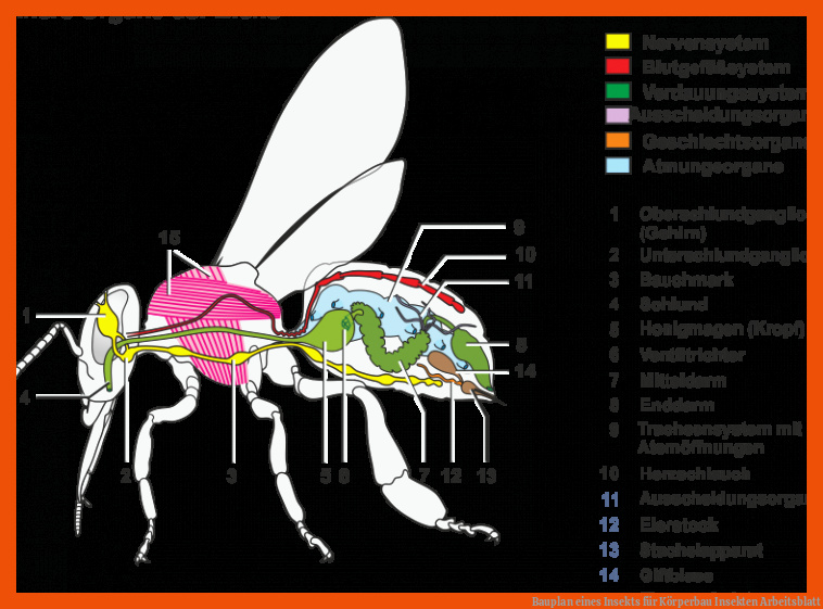 Bauplan eines Insekts für körperbau insekten arbeitsblatt