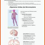 Bausteine Des Nervensystems - Biologische Psychologie I 29/10 ... Fuer Das Vegetative Nervensystem Arbeitsblatt