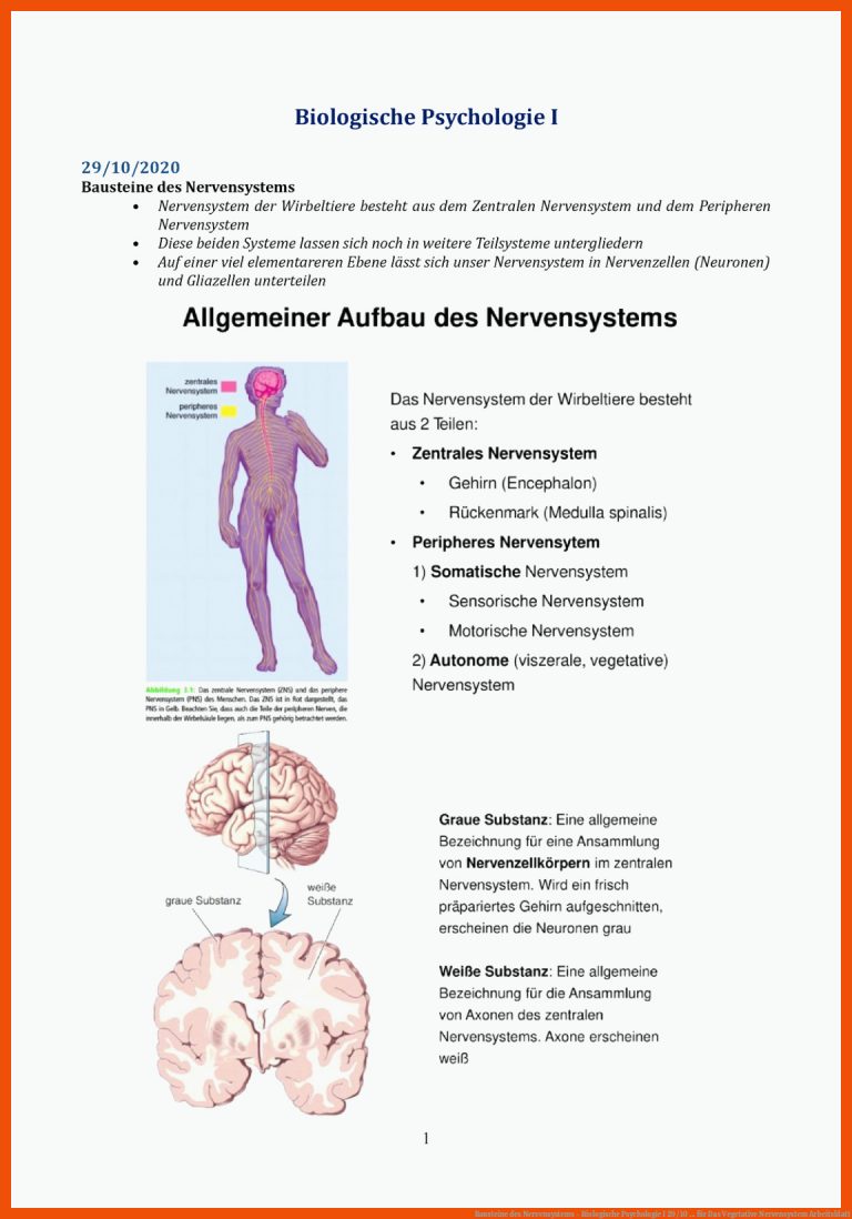 Bausteine des Nervensystems - Biologische Psychologie I 29/10 ... für das vegetative nervensystem arbeitsblatt
