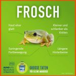 Bayerns Froschlurche Bestimmen Bund Naturschutz Fuer Amphibien Merkmale Arbeitsblatt
