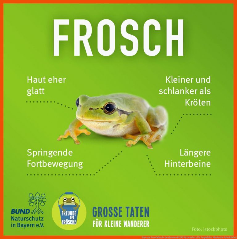 Bayerns Froschlurche Bestimmen Bund Naturschutz Fuer Amphibien Merkmale Arbeitsblatt