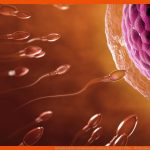 Befruchtung Wie Sich Samenzelle Und Eizelle Vereinigen Video ... Fuer Spermien Auf Dem Weg Zur Eizelle Arbeitsblatt