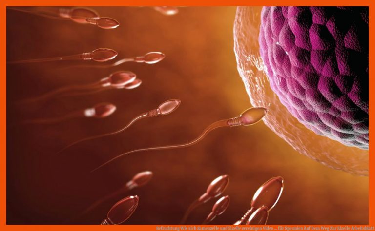 Befruchtung | Wie sich Samenzelle und Eizelle vereinigen | Video ... für spermien auf dem weg zur eizelle arbeitsblatt