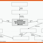 Begriffsnetz: Variante 4 Fuer Aufbau Eines Chromosoms Arbeitsblatt Lösungen