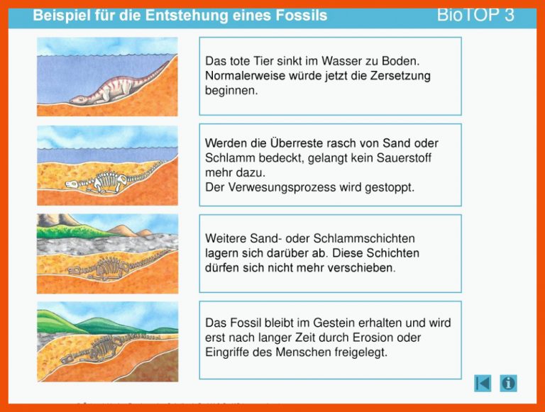 Beispiel FÃ¼r Die Entstehung Eines Fossils - Ppt Herunterladen Fuer Wie Entstehen Fossilien Arbeitsblatt