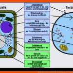 Beschriften Einer ZellaktivitÃ¤t: Pflanzliche Und Tierische Zellen Fuer Pflanzenzelle Arbeitsblatt