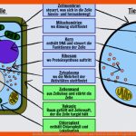 Beschriften Einer ZellaktivitÃ¤t: Pflanzliche Und Tierische Zellen Fuer Vergleich Tierische Und Pflanzliche Zelle Arbeitsblatt