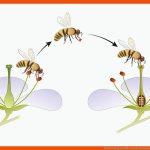 BestÃ¤ubung Von BlÃ¼ten Durch Bienen - FÃ¼r Kinder ErklÃ¤rt Fuer Arbeitsblatt Biene Kindergarten