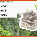 Bewusst Einkaufen Und Regenwald SchÃ¼tzen oroverde Fuer Vom Baum Zum Papier Arbeitsblatt