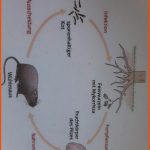 Beziehung Zwischen WÃ¼hlmÃ¤usen Und Nadelbaum? (biologie, Ãkologie) Fuer fortpflanzung Pilze Arbeitsblatt