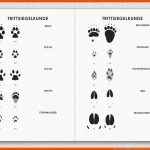 Bichrom Archive â Iris Luckhaus Illustration & Design Fuer Tierspuren Rätsel Arbeitsblatt