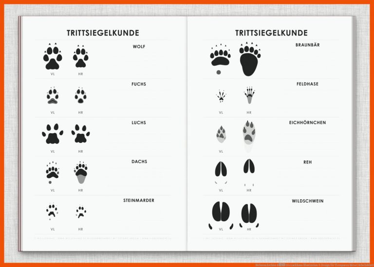 Bichrom Archive â Iris Luckhaus Illustration & Design Fuer Tierspuren Rätsel Arbeitsblatt
