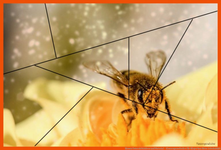 Bienen Unterrichtsideen Und Material - Klassengezwitscher Fuer Körperbau Biene Arbeitsblatt