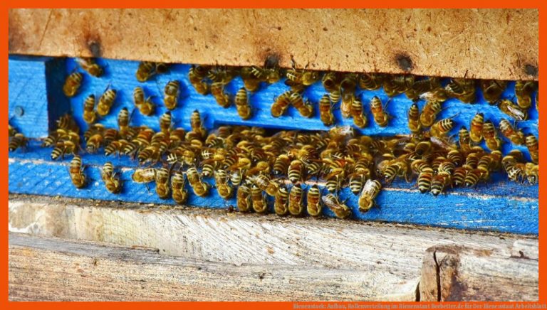 Bienenstock: Aufbau, Rollenverteilung im Bienenstaat | Beebetter.de für der bienenstaat arbeitsblatt