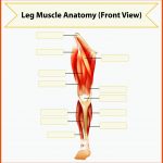 Bilder â Beine Anatomie Gratis Vektoren, Fotos Und Psds Fuer Arbeitsblatt Muskeln